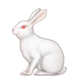 Rabbit Emoji (Apple/iOS Version)